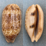 Cypraea argus 79.2mm F+/++ Zanzibar