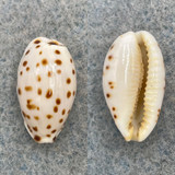 Cypraea punctata berinii 15.6mm Gem Zanzibar