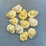 Cypraea (Monetaria) moneta Lot 19.9mm+ F+/++ Gasmata, Papua New Guinea 1966