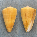 #4 Conus quercinus 49.4mm F+/++ Zanzibar