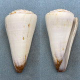 #4 Conus distans BIG 97mm F+ Zanzibar