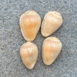 #1 Prunum apicinum Lot 9-11mm F++ Sand Flat, Blind Pass, Sanibel, Florida