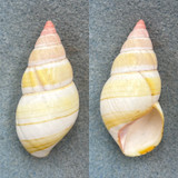 #14 Liguus fasciatus roseatus 51.8mm F++ Key Largo