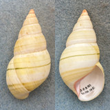 #30 Liguus fasciatus roseatus 55.9mm F++ Upper Matecumbe, Braman Hammock 1933