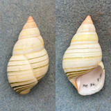 #32 Liguus fasciatus roseatus 48.8mm Gem Pinecrest #36