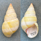 #28 Liguus fasciatus roseatus 56.3mm F+ Upper Matecumbe, Braman Hammock 1933