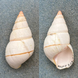 #11 Liguus fasciatus elegans 47.4mm F+ Atoll Hammock Collected 1947