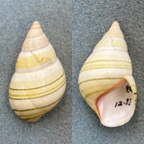 #3 Liguus fasciatus livingstoni 45.9mm F+ Pinecrest #36