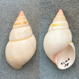 #5 Liguus fasciatus elegans 45.4mm F++ Key Largo, NE Hammock, Collected 1933