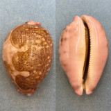 #1 Cypraea mappa 83.4mm F+ Cebu, Philippines