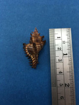 #31 33.9mm Chicoreus Strigatus Dived 20m Palawan Philippines Muricidae