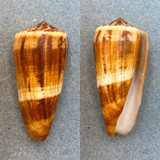 #3 Conus magus 57.8mm F++ Siasi, Sulu, Philippines