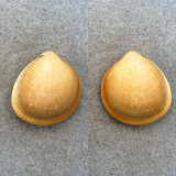 Laevicardium crassum 31.1mm F+ 7fm On Sand, Dakar, Senegal