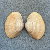 Mactra glabrata 28.6mm F+ 5fm Cape St. Mary, The Gambia