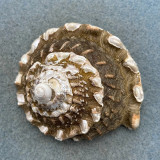 #2 Megastraea undosa 61.8mm F/+ Lunada Bay, Palos Verdes Peninsula, California