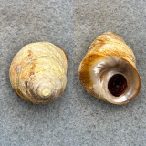 #1 Tegula brunnea 29mm F++ W/O Pigeon Point, San Mateo Co., California