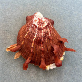 #2 Spondylus ictericus 63.1mm F+ No Data