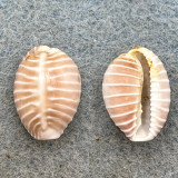 #3 Trivia solandri 14.7mm Fresh Dead, Leo Carrillo Bch. California