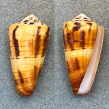 #3 Conus planorbis 48.5mm F+ Siasi, Sulu Sea, Philippines