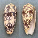 #2 Conus striatus 103.9mm F+ Philippines
