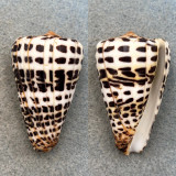 #2 Conus eburneus polyglotta 48mm F++ Philippines