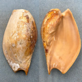 #2 Cymbium cymbium 126.9mm F/+ Dredged, Lanzarote, Canary Is. 1966