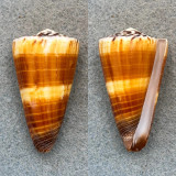 #4 Conus planorbis 45.6mm F+ Siasi, Sulu Sea, Philippines