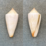 #5 Conus furvus lignarius 45.2mm F+ Trawled, Sorsogon Bay, Luzon, Philippines