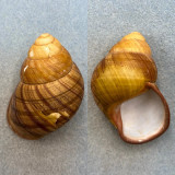 #1 Helicostyla portei 73.5mm F+ Matnog, Sorsogon, Philippines