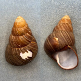 Helicostyla imperator 68.5mm F+ Polillo Is. Philippines, On Tree