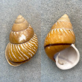 Helicostyla fulgetra 54.4mm F+ Panay Island, Philippines