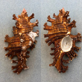 #2 Chicoreus palmarosae BIG 119.7mm F+ Santo Nenio, Samar, Philippines