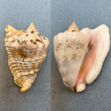 #3 Strombus (Lobatus) raninus 89.6mm F++ No Data