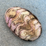 Acanthopleura granulata 45.2mm F+ Carricou Is. W. Indies, Intertidal Rocks