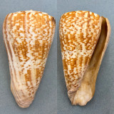 Conus pulcher 166mm F+ No Data