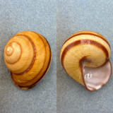 Mesanella monochroa palawanica 51.9mm F+ Balabac, Philippines Camaenidae