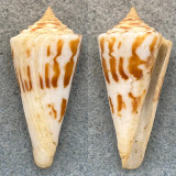 Conus poormani 50mm F+ Perlas Is. Panama 12-20fm