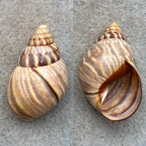 #1 Orthalicus undatus 41.1mm F+ Central Mexico