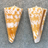 Conus sculetti 41.7mm F+ Moreton Bay, Qld, Australia 80fm