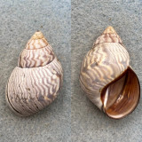 #6 Orthalicus undatus 42.9mm F+ Hastings Park, Bridgetown, Barbados