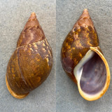 #2 Porphyrobaphe irrorata RARE 71.5mm F++ W/Periostracum Mera, Ecuador