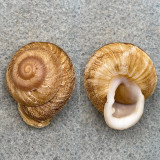 #2 Dentellaria perplexa 25.6mm F+ Full Data, Grenada Camaenidae