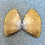 Iphigenia brasiliensis 49.6mm F+ Itaparica Is. Brazil, Shallow Water, Donacidae