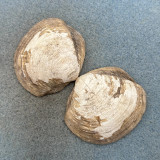 Phacoides pectinatus 49.5mm F+ Itaparica Is. Brazil, Shallow Water, Lucinidae