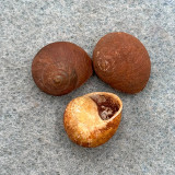 Emoda sagraiana Lot 13-14mm F+ Two W/O Vinales Helicinidae