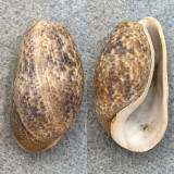 #2 Bulla striata 31.1mm Gem Morro Sao Paulo, Brazil, Shallow Water