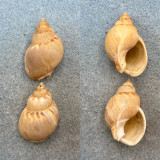 #2 Tritia mutabilis Lot 34-35mm F+ Crete Nassariidae