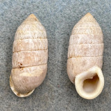 #1 Cerion moralesi 35.7mm F+ Playa de Morales, Oreinte