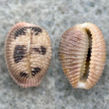 Trivia pediculus 9.8mm Gem Union Island, W. Indies, Shallow Water Under Rock