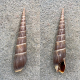 Terebra (Hastula) cinerea 43.3mm F++ Macio, Brazil, Low Tide